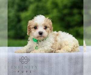 Cavachon Puppy for sale in ANNVILLE, PA, USA