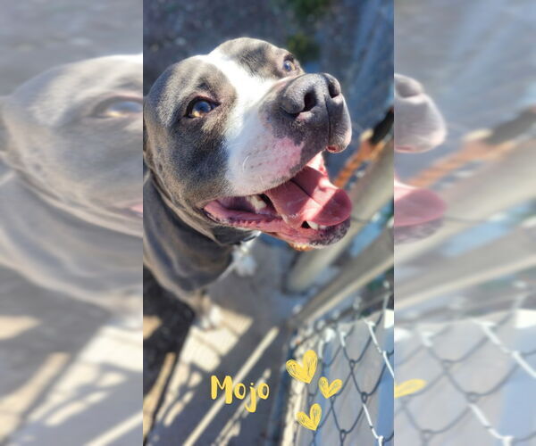 Medium Photo #2 Staffordshire Bull Terrier Puppy For Sale in Monte Vista, CO, USA