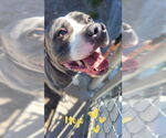 Small #1 Staffordshire Bull Terrier