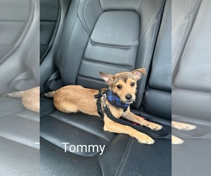 Mutt Dogs for adoption in Morganville, NJ, USA