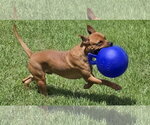 Small Photo #4 Boxer-Unknown Mix Puppy For Sale in Houston, TX, USA