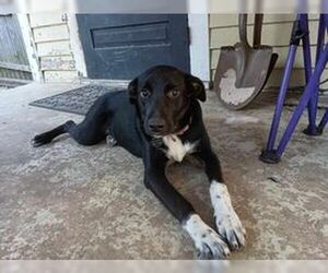 Border-Aussie Dogs for adoption in pomfret, CT, USA