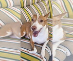 Small #1 Ibizan Hound