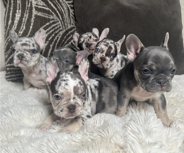 Medium Photo #1 French Bulldog Puppy For Sale in ALPHARETTA, GA, USA