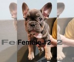 Small Photo #2 French Bulldog Puppy For Sale in ROCHESTER, MN, USA