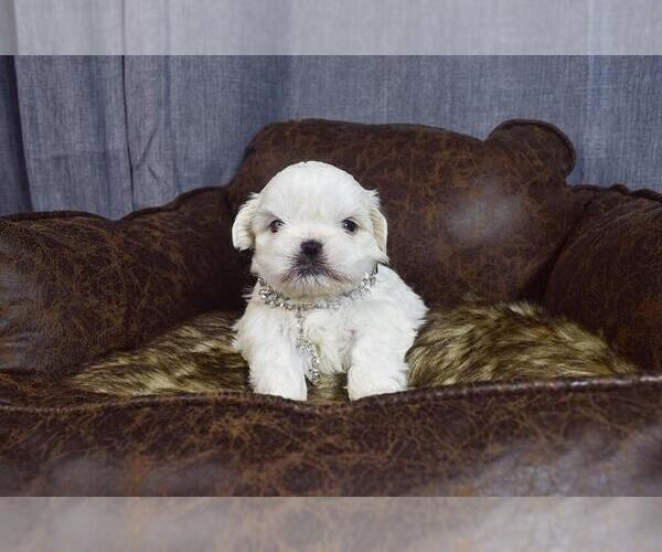 Medium Photo #4 Maltese Puppy For Sale in HAYWARD, CA, USA