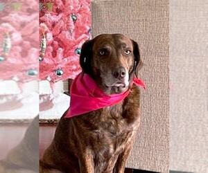 Labrador Retriever-Mountain Cur Mix Dogs for adoption in Lafayette, LA, USA