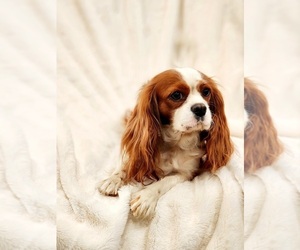Mother of the Cavalier King Charles Spaniel puppies born on 01/23/2023
