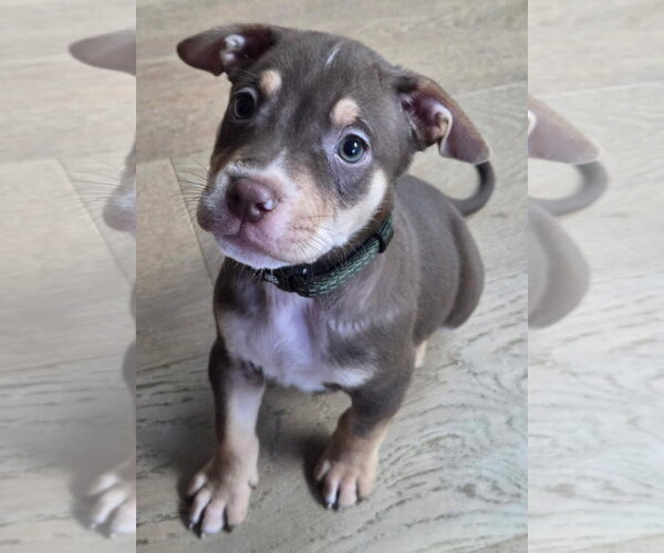 Medium Photo #2 Mutt Puppy For Sale in Clarkston, MI, USA