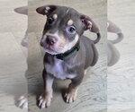 Small Photo #2 Mutt Puppy For Sale in Clarkston, MI, USA