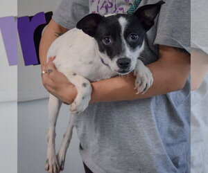 Glastonbury - Female Dachshund-Unknown Mix Dog for Adoption - Photo #3