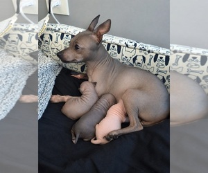 Mother of the American Hairless Terrier puppies born on 05/28/2026