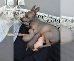 Small Photo #1 American Hairless Terrier Puppy For Sale in MEDFORD, MA, USA