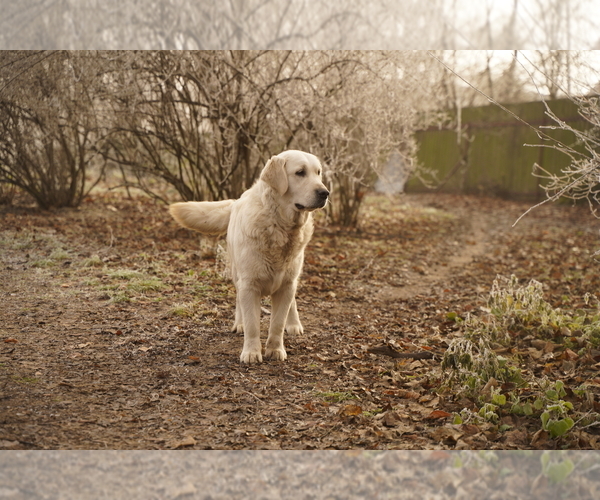 Medium Photo #3 English Cream Golden Retriever Puppy For Sale in Kharkiv, Kharkiv, Ukraine