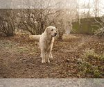 Small #2 English Cream Golden Retriever