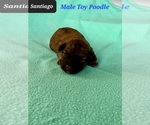 Small #1 Poodle (Toy)