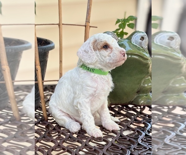 Medium Photo #3 Goldendoodle (Miniature) Puppy For Sale in SAINT MARYS, KS, USA