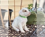 Small #2 Goldendoodle (Miniature)