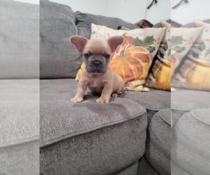 French Bulldog Puppy for sale in ONTARIO, CA, USA