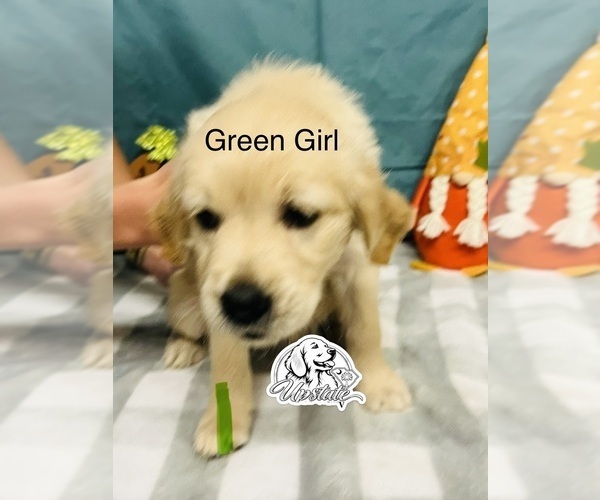 Medium Photo #2 Golden Retriever Puppy For Sale in BOILING SPGS, SC, USA