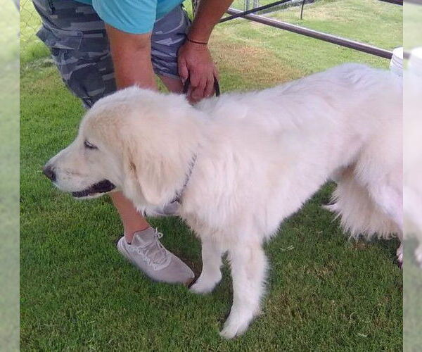 Medium Photo #3 Great Pyrenees Puppy For Sale in Spring, TX, USA