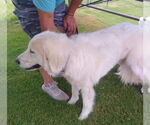 Small #2 Great Pyrenees