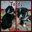 Small Photo #3 Border Collie-Pembroke Welsh Corgi Mix Puppy For Sale in ORCHARD, CO, USA