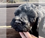 Small Photo #2 Saint Berdoodle Puppy For Sale in JEFFERSON, NC, USA