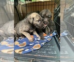 Small #2 Irish Wolfhound