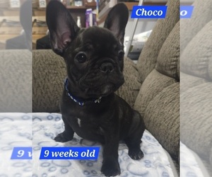 French Bulldog Puppy for sale in DEXTER, MO, USA