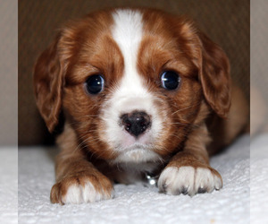 Cavalier King Charles Spaniel Puppy for sale in SPRING HILL, FL, USA