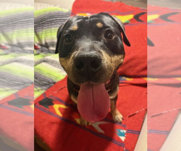 Medium Photo #3 Rottweiler-Unknown Mix Puppy For Sale in Woodland Hills, CA, USA