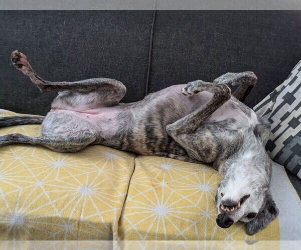 Medium Photo #3 Greyhound Puppy For Sale in Cherry Hill, NJ, USA