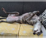 Small #2 Greyhound