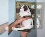 Small Photo #3 Bulldog Puppy For Sale in MIAMI, FL, USA