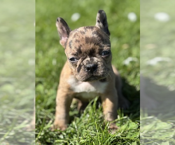 Medium Photo #3 Faux Frenchbo Bulldog Puppy For Sale in ROCK STREAM, NY, USA