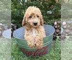 Small #2 Goldendoodle (Miniature)