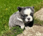 Small #2 French Bulldog