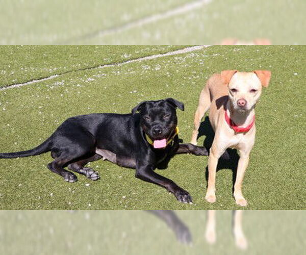 Medium Photo #3 Boxer-Unknown Mix Puppy For Sale in Rockaway, NJ, USA