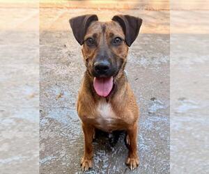 LIONEL - Male Carolina Dog-Unknown Mix Dog for Adoption - Photo #2