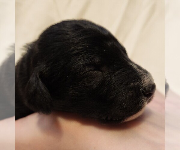 Medium Photo #2 F2 Aussiedoodle Puppy For Sale in COLUMBIA, TN, USA