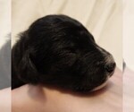 Small #1 F2 Aussiedoodle