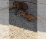 Small Photo #4 Rhodesian Ridgeback Puppy For Sale in MORONGO VALLEY, CA, USA