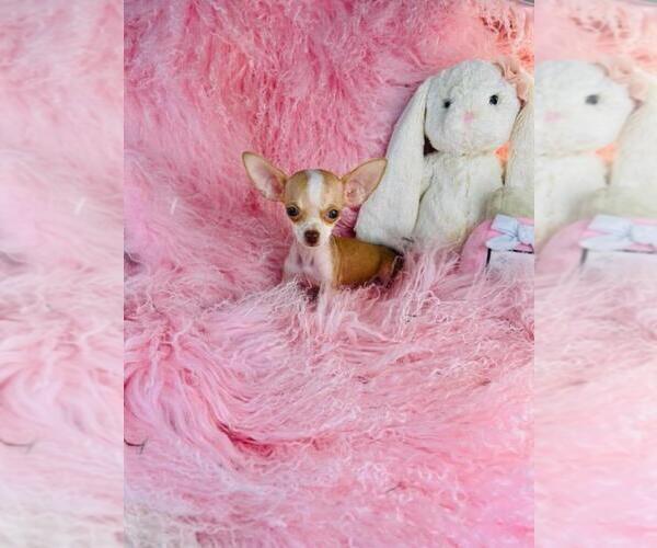 Medium Photo #21 Chihuahua Puppy For Sale in FORT LAUDERDALE, FL, USA