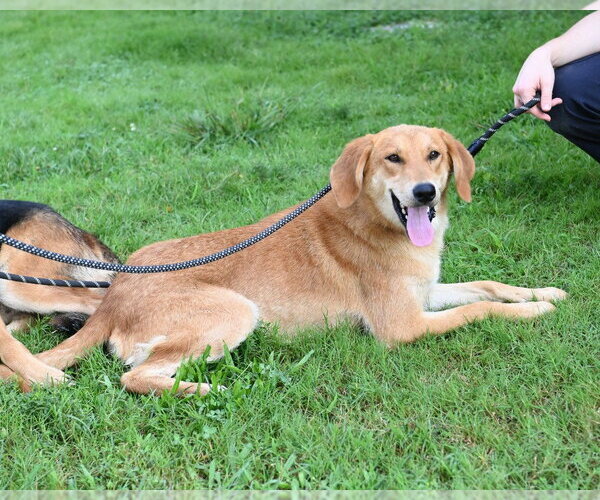 Medium Photo #2 Mutt Puppy For Sale in Glen Allen, VA, USA