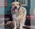 Small Great Pyrenees Mix