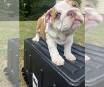 Puppy Macey Bulldog