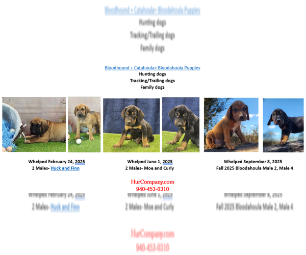 Medium Photo #1 Bloodhound-Catahoula Leopard Dog Mix Puppy For Sale in CUMBY, TX, USA