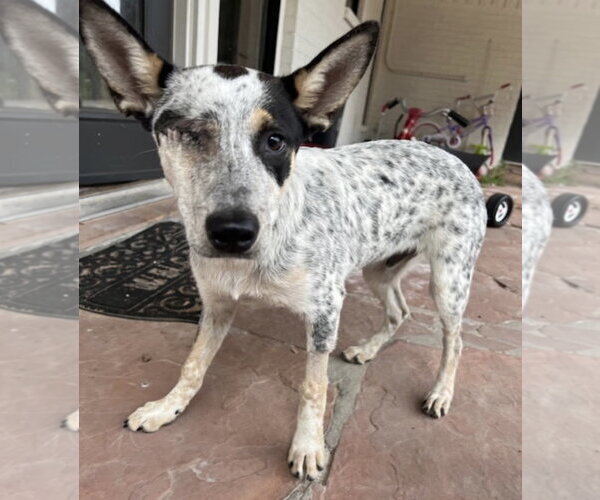 Medium Photo #6 Red Heeler-Unknown Mix Puppy For Sale in The Woodlands, TX, USA