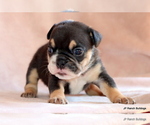 Small #3 Bulldog